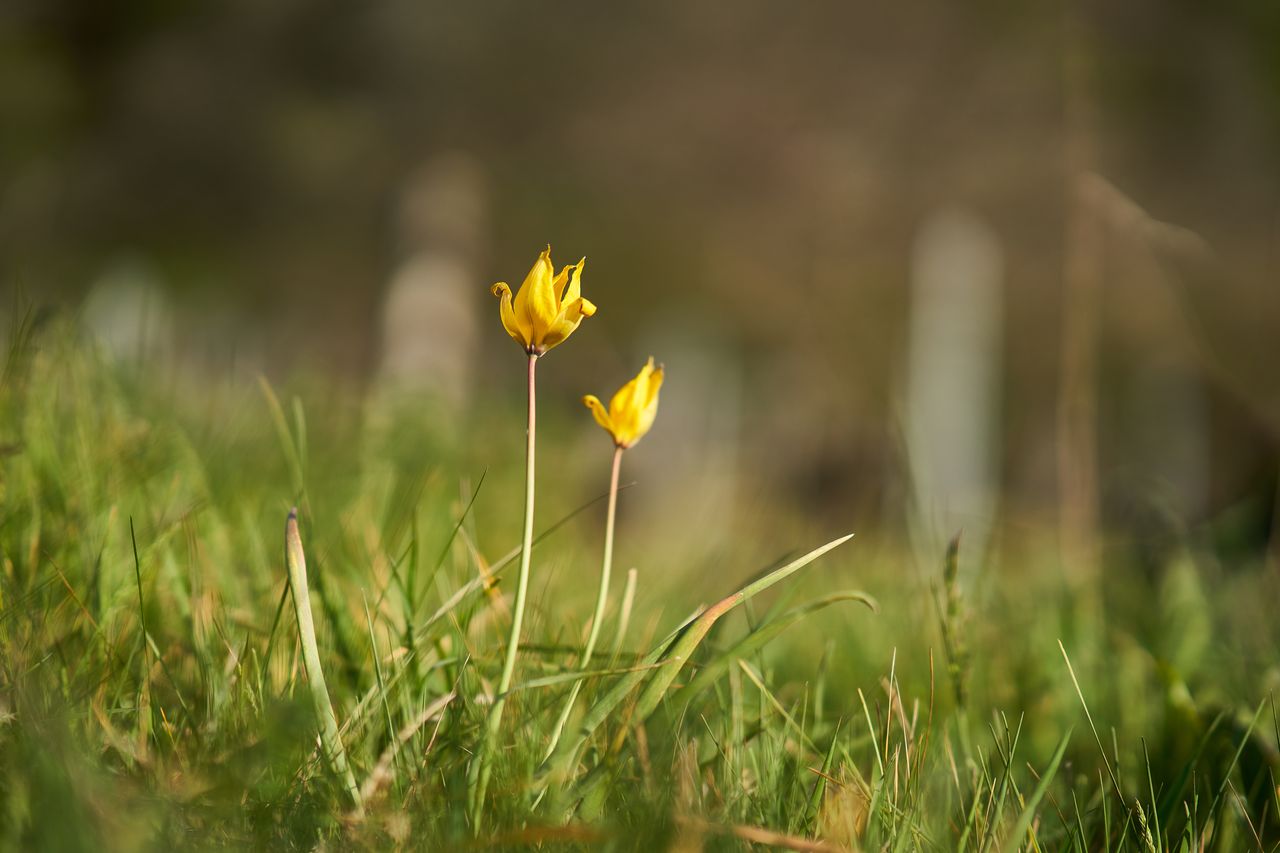Flore Tulipe de vigne Confinement2020-008